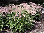 ASTILBE SIMPLICIFOLIA SPRITE