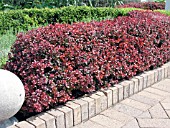 BERBERIS THUNBERGII ATROPURPUREA NANA CRIMSON PYGMY HEDGE