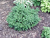 BUXUS CHICAGOLAND GREEN