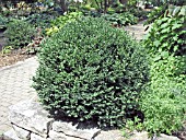 BUXUS CHICAGOLAND GREEN