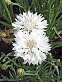 CENTAUREA CYANUS SNOWBALL