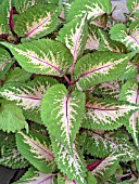 COLEUS AURORA