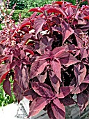 COLEUS MERLOT