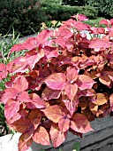 COLEUS SEDONIA