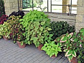 COLEUS CONTAINERS