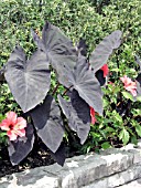 COLOCASIA BLACK MAGIC