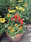 CONTAINER PLANTING RUDBECKIA, ZINNIA, SALVIA