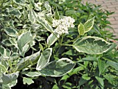 CORNUS STOLONIFERA SILVER & GOLD