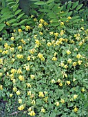 CORYDALIS LUTEA