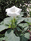 DATURA METEL