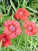 DIANTHUS CHINENSIS BRAVO