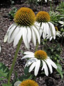 ECHINACEA CYGNET WHITE