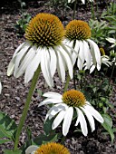 ECHINACEA CYGNET WHITE