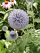 ECHINOPS RITRO