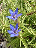 GENTIANA PARADOXA BLAUER HAROLD