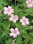 GERANIUM SANGUINEUM JOHN ELSLEY