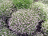 GYPSOPHILA GYPSY