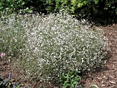 GYPSOPHILA PANICULATA