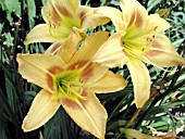 HEMEROCALLIS ALNA PRIDE