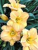 HEMEROCALLIS BAHAMA BUTTERSCOTCH