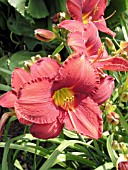 HEMEROCALLIS BALTIMORE