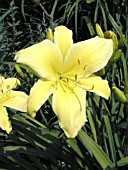 HEMEROCALLIS BIG BIRD