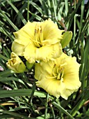 HEMEROCALLIS BROOKWOOD SUNLIGHT