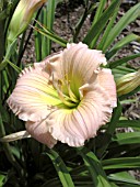 HEMEROCALLIS CAMAY