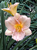 HEMEROCALLIS CATHERINE IRENE