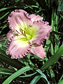 HEMEROCALLIS CHANCE ENCOUNTER