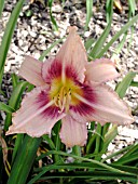 HEMEROCALLIS CHICAGO GOWN