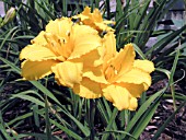 HEMEROCALLIS CONDILLA