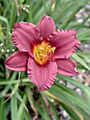 HEMEROCALLIS CRANBERRY BABY