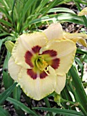 HEMEROCALLIS CUSTARD CANDY