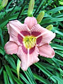 HEMEROCALLIS DECATUR CHERRY SMASH