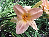 HEMEROCALLIS DECATUR ELEVATOR