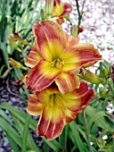 HEMEROCALLIS FAIRY FIRECRACKER