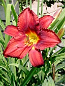 HEMEROCALLIS FLAMEBURST