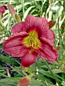 HEMEROCALLIS GAMESTER