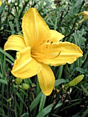 HEMEROCALLIS GLOWING DELIGHT