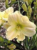 HEMEROCALLIS HOPE DIAMOND