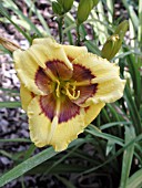 HEMEROCALLIS JASON SALTER