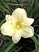 HEMEROCALLIS JET SIGNAL