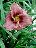 HEMEROCALLIS LITTLE MAGGIE