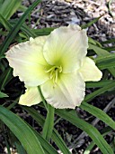 HEMEROCALLIS MOTHER JEWELL