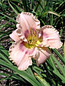 HEMEROCALLIS MYSTICAL RAINBOW