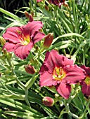 HEMEROCALLIS PARDON ME