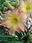 HEMEROCALLIS PEACHES & CREAM