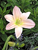 HEMEROCALLIS PINK LAVENDER APPEAL