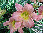 HEMEROCALLIS PINK SEA FOAM